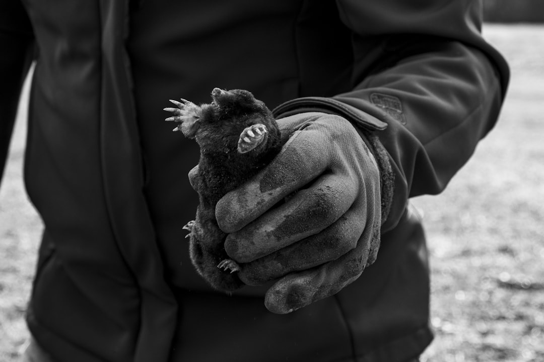Hvordan Bekæmper Man Murbi Effektivt i Danmark?